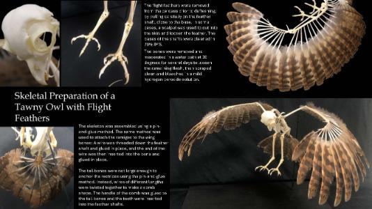 Images of an owl skeleton with feathers